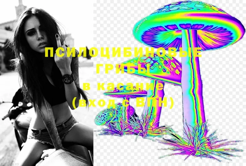 Псилоцибиновые грибы Cubensis  где найти   Беслан 